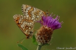 DSC_2768.jpg