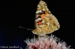 DSC_3332.jpg