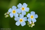 myosotis.jpg